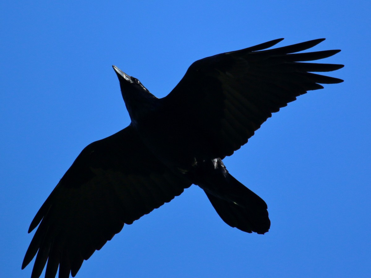 Common Raven - Christine Jacobs