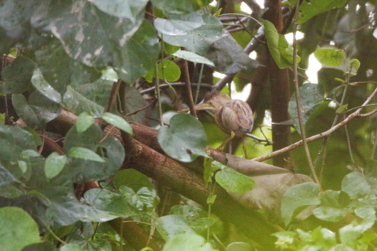 Yellow Bittern - Fadzrun A.