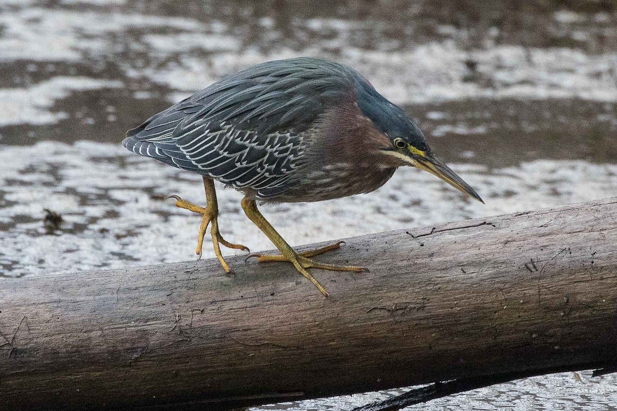 Green Heron - Eric VanderWerf