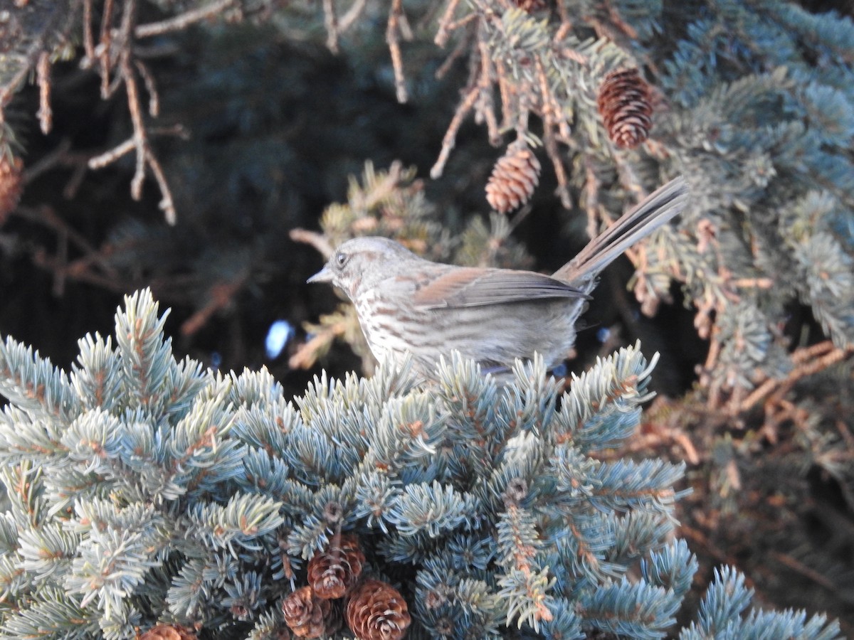 Song Sparrow - Laura Burke