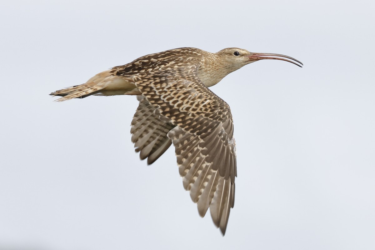Bristle-thighed Curlew - ML82791901
