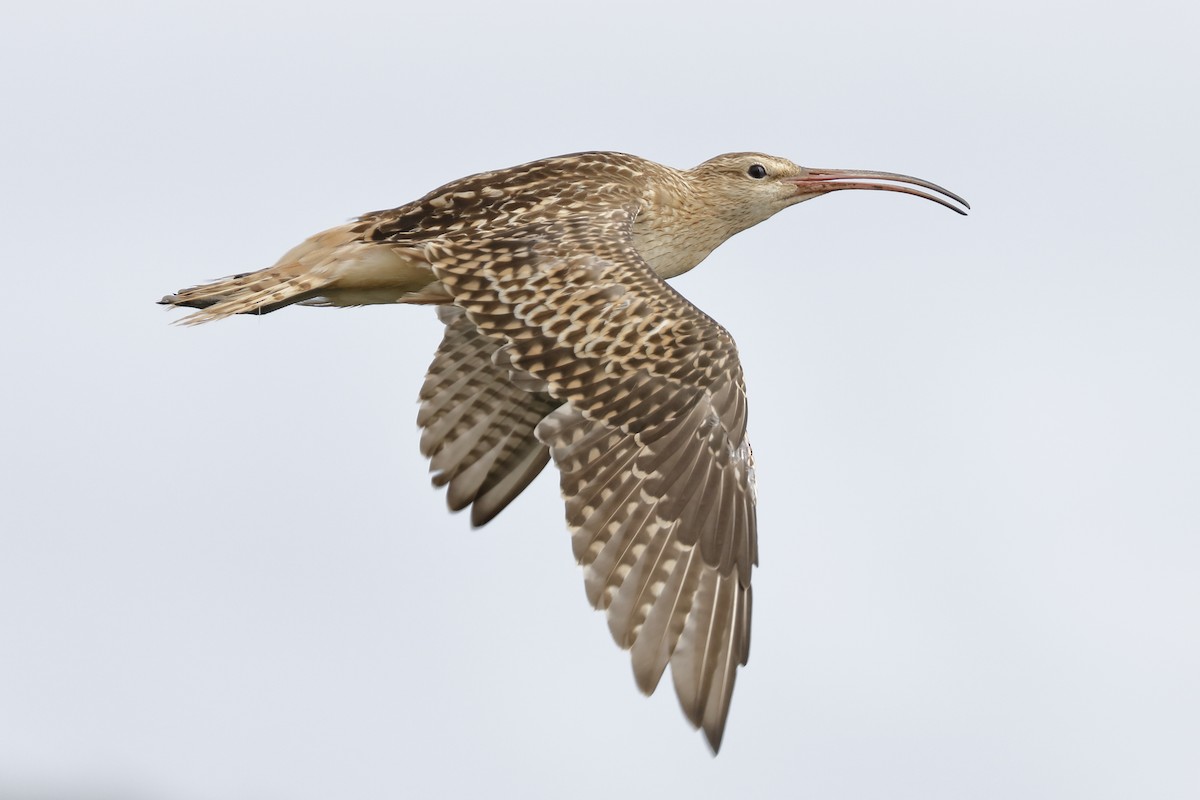 Bristle-thighed Curlew - Sharif Uddin