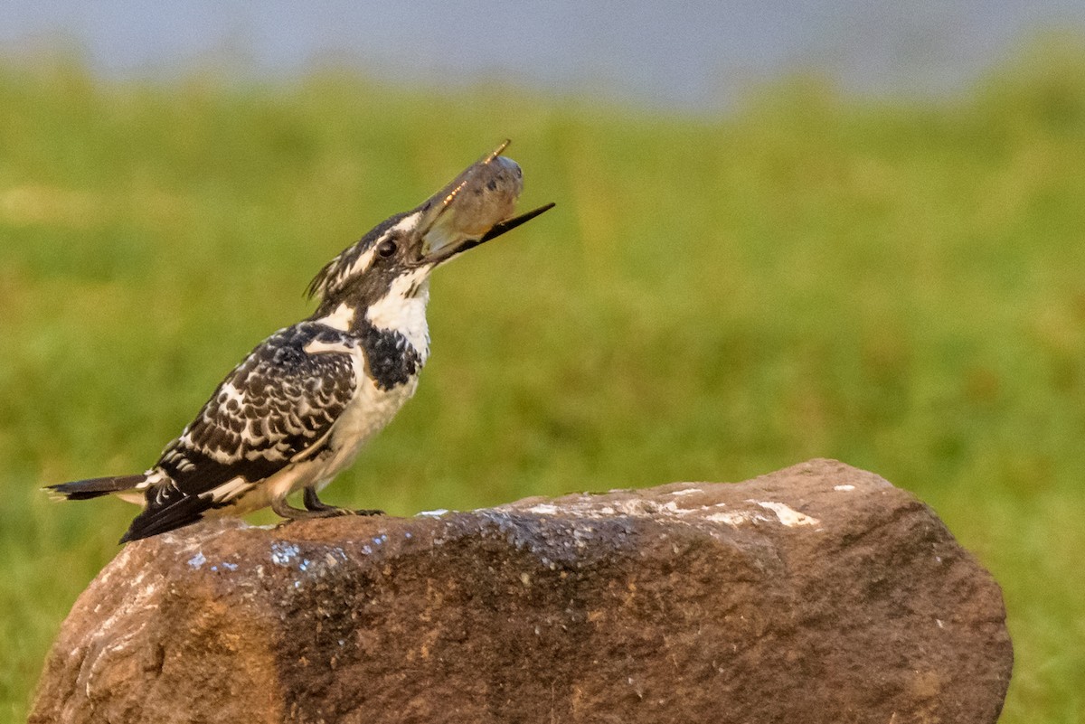 Pied Kingfisher - ML82792021