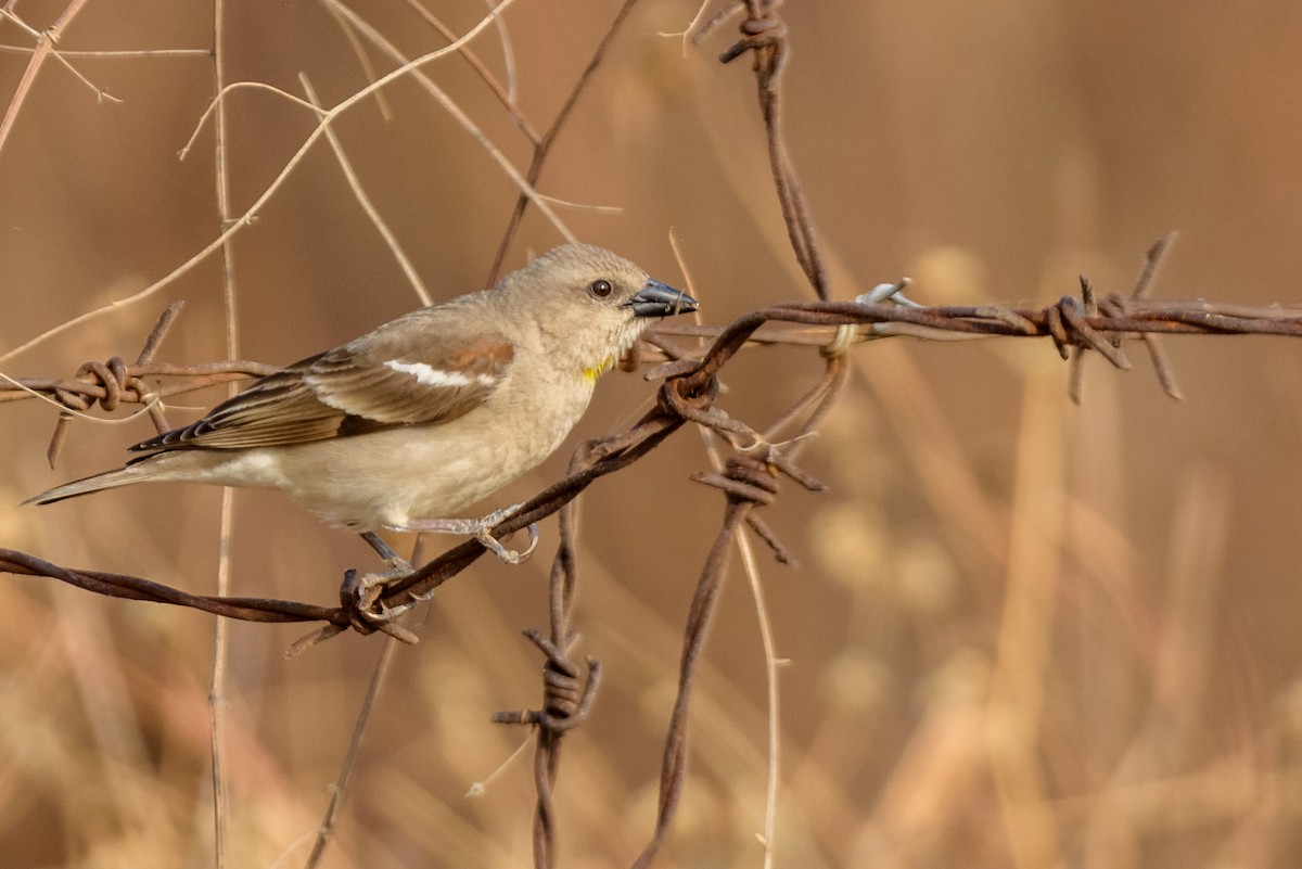 Yellow-throated Sparrow - Balaji P B