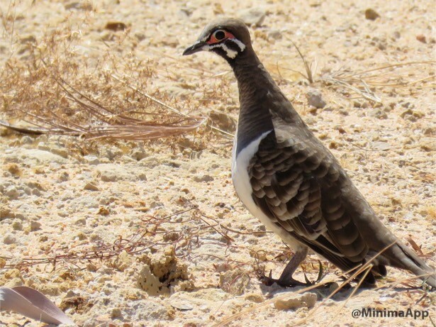 Squatter Pigeon - ML82792191