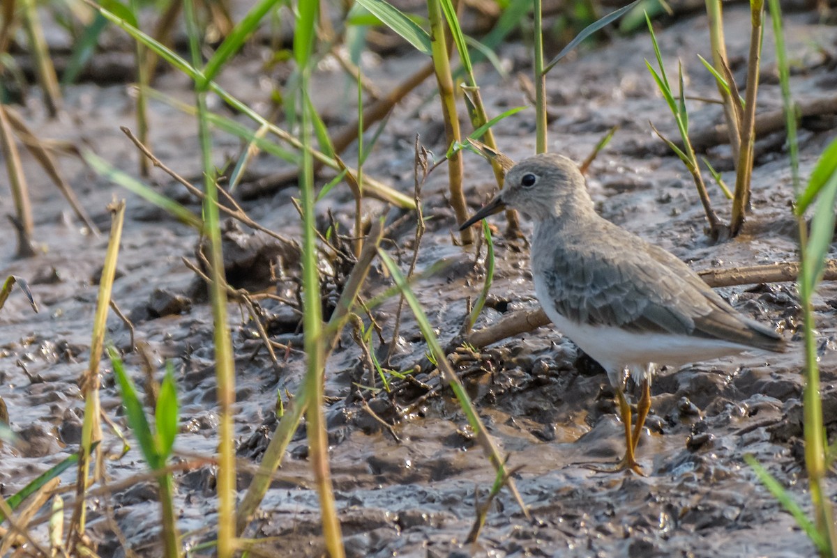 Temminck's Stint - ML82792611