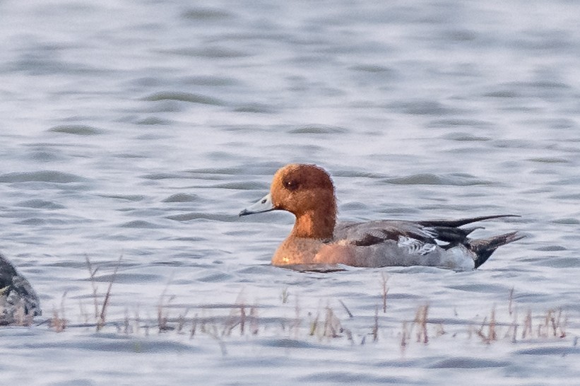 Eurasian Wigeon - ML82793031