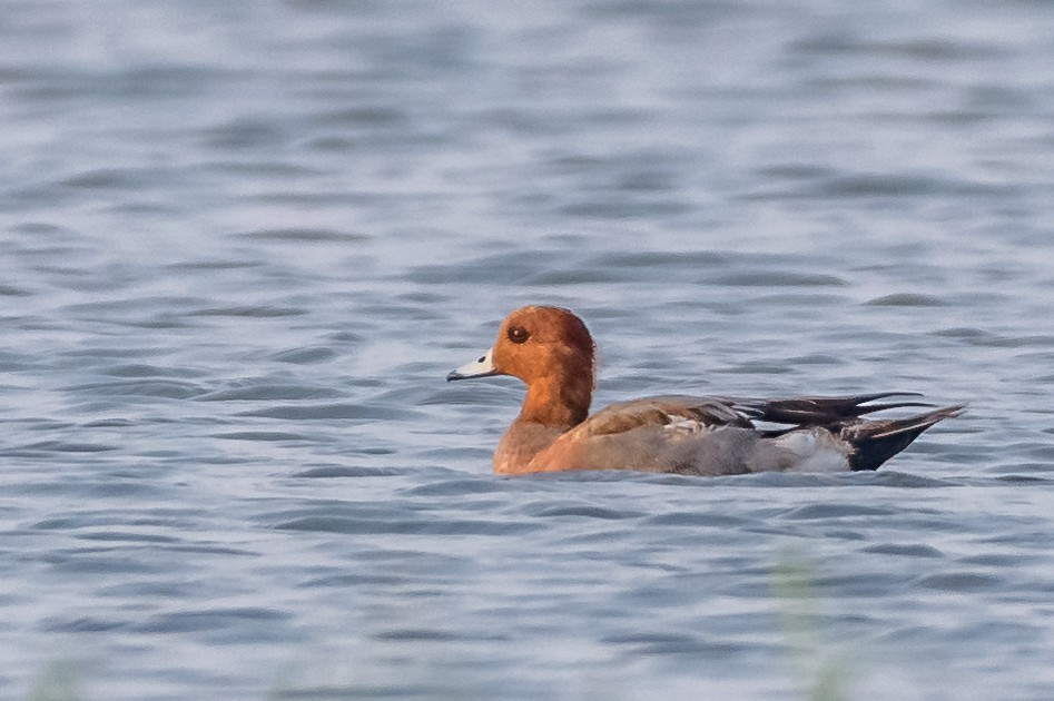 Eurasian Wigeon - ML82793051