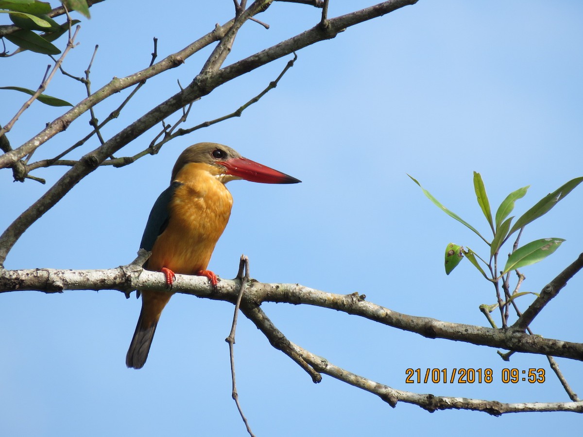 Stork-billed Kingfisher - ML82794011