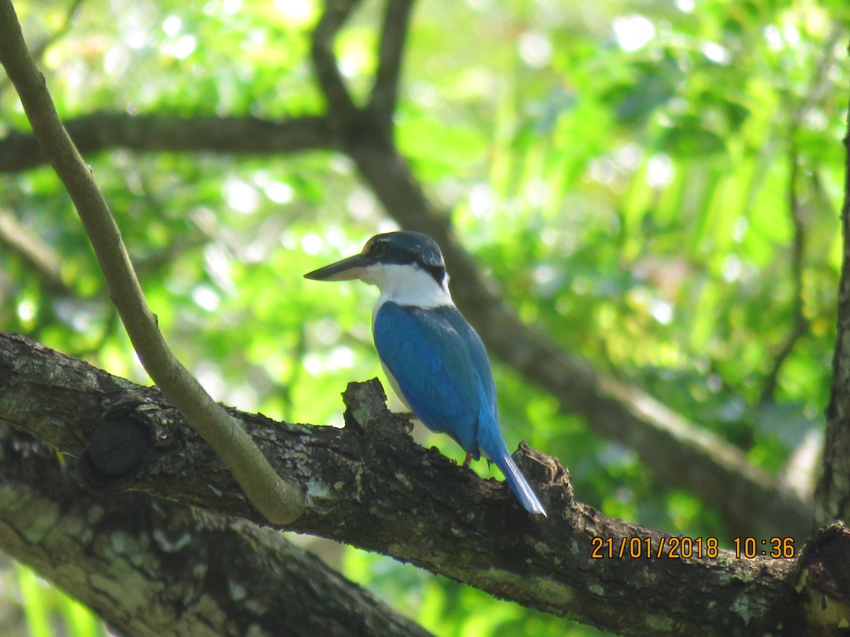 Collared Kingfisher - ML82794071