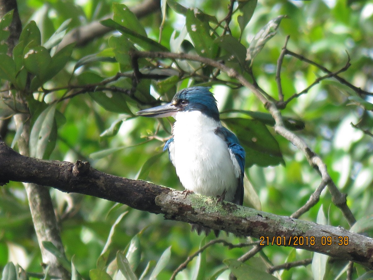 Collared Kingfisher - ML82794111