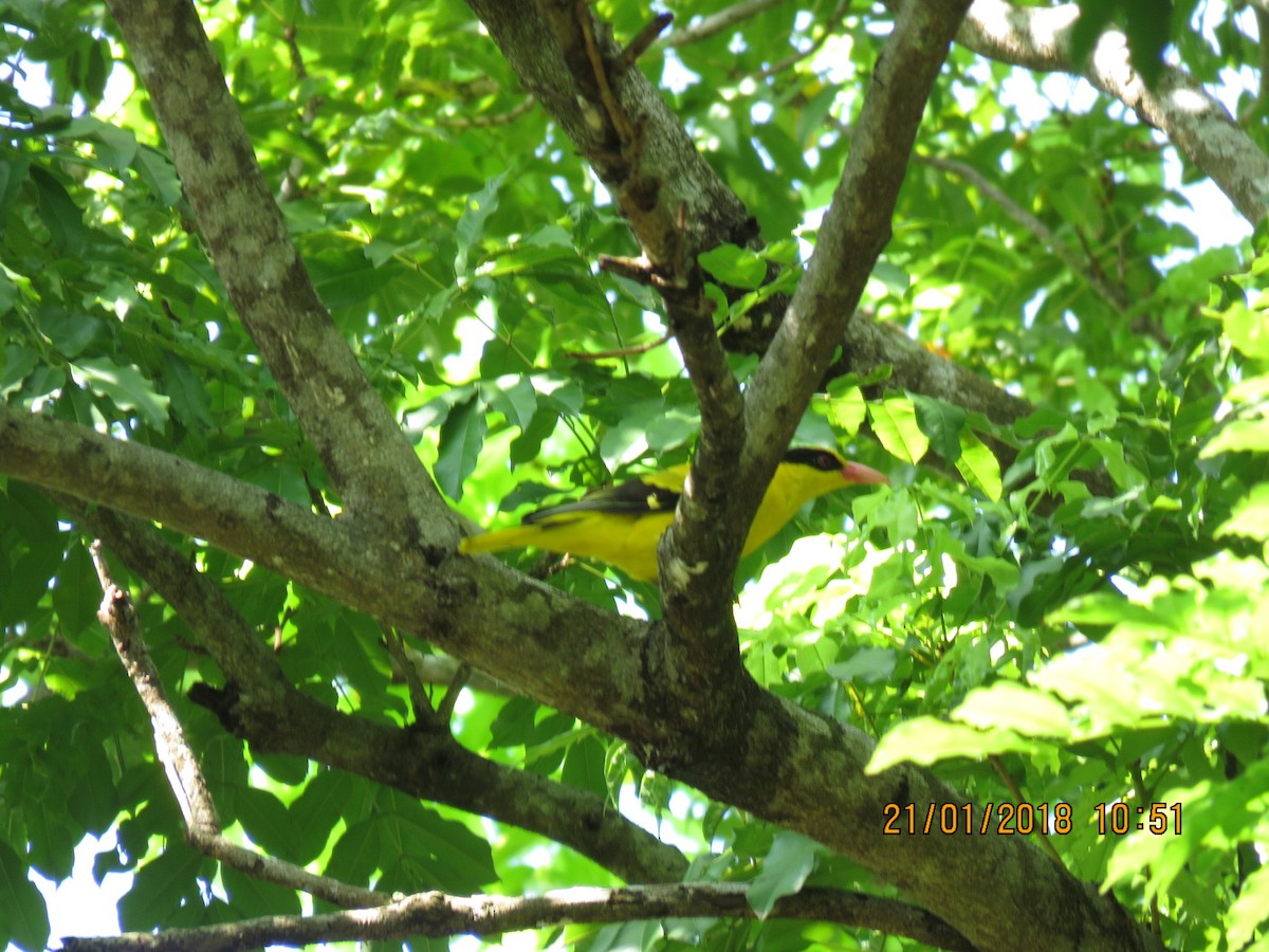 Black-naped Oriole - ML82794291