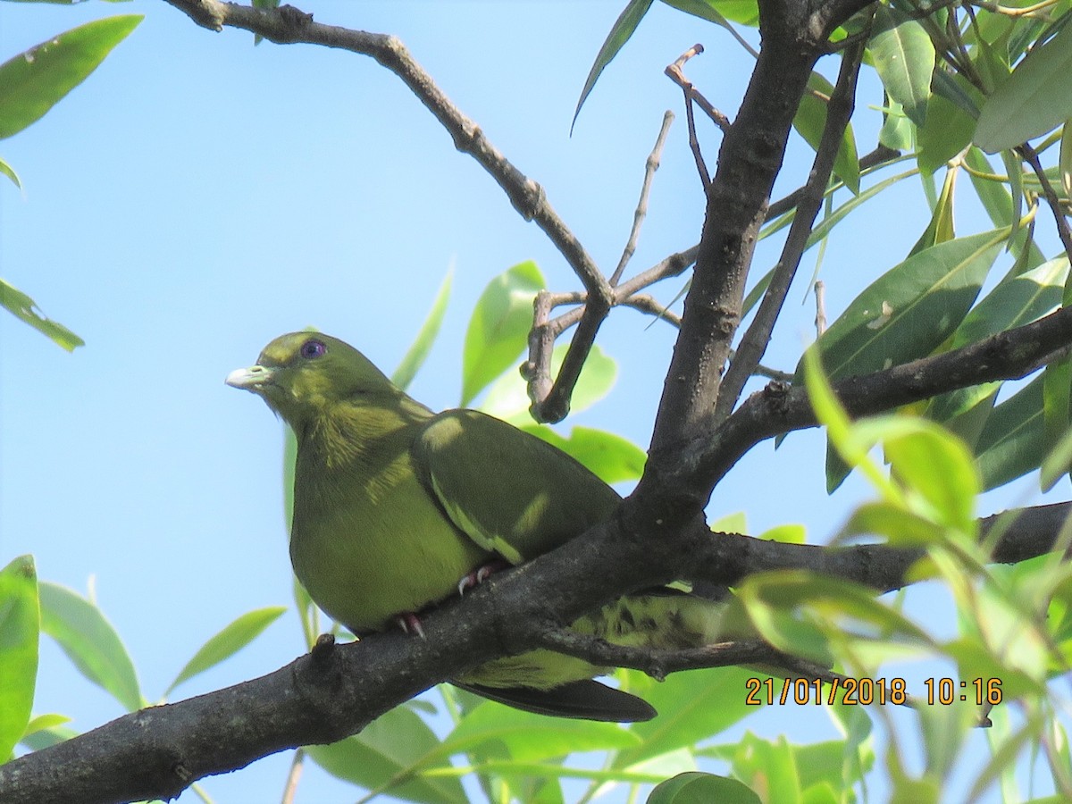 Pink-necked Green-Pigeon - ML82794411