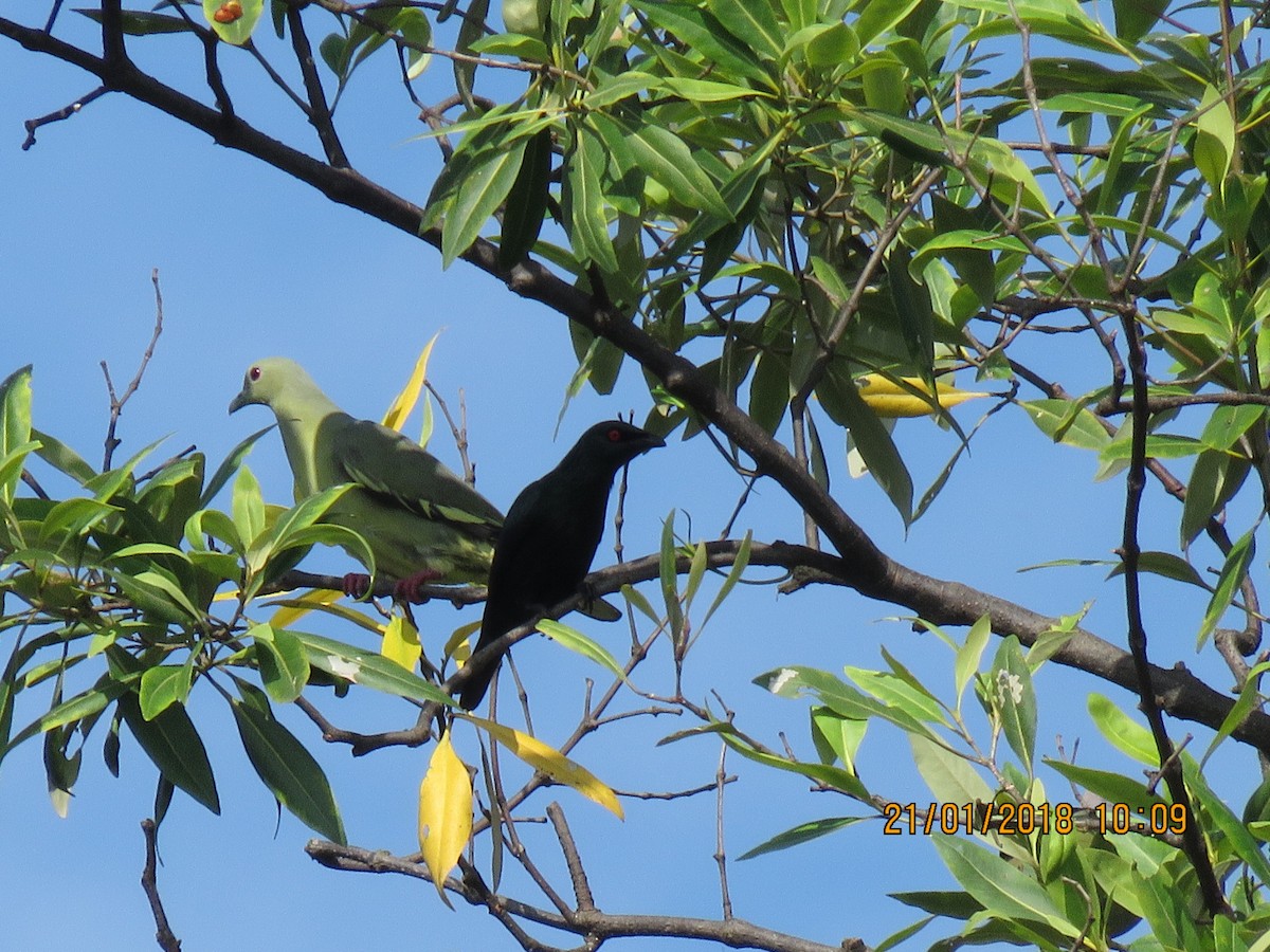 Asian Glossy Starling - ML82794541