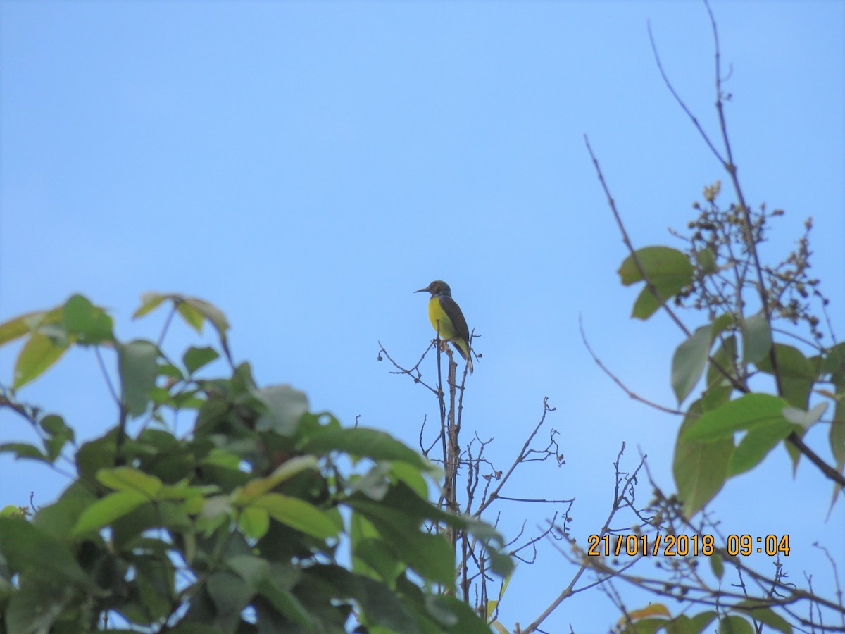 Brown-throated Sunbird - ML82794661