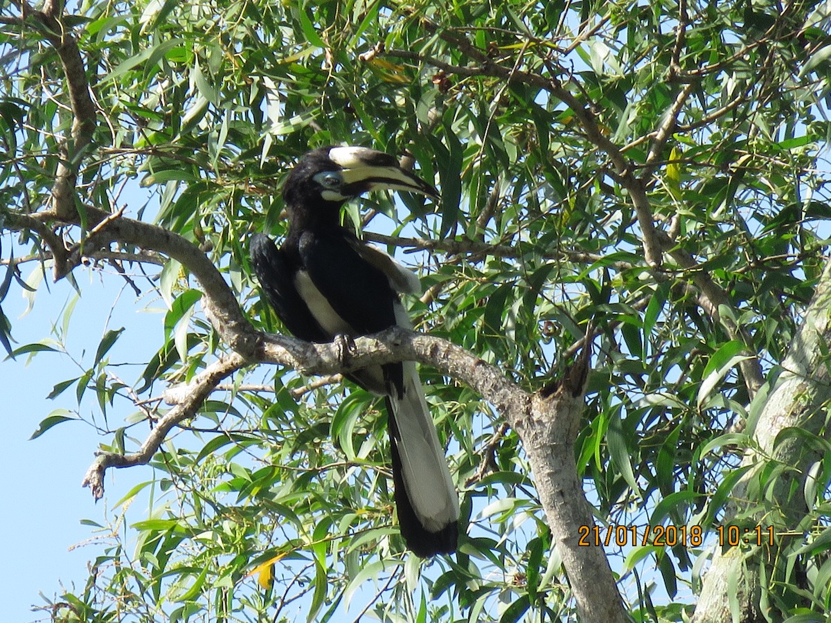 Cálao Cariblanco - ML82794811