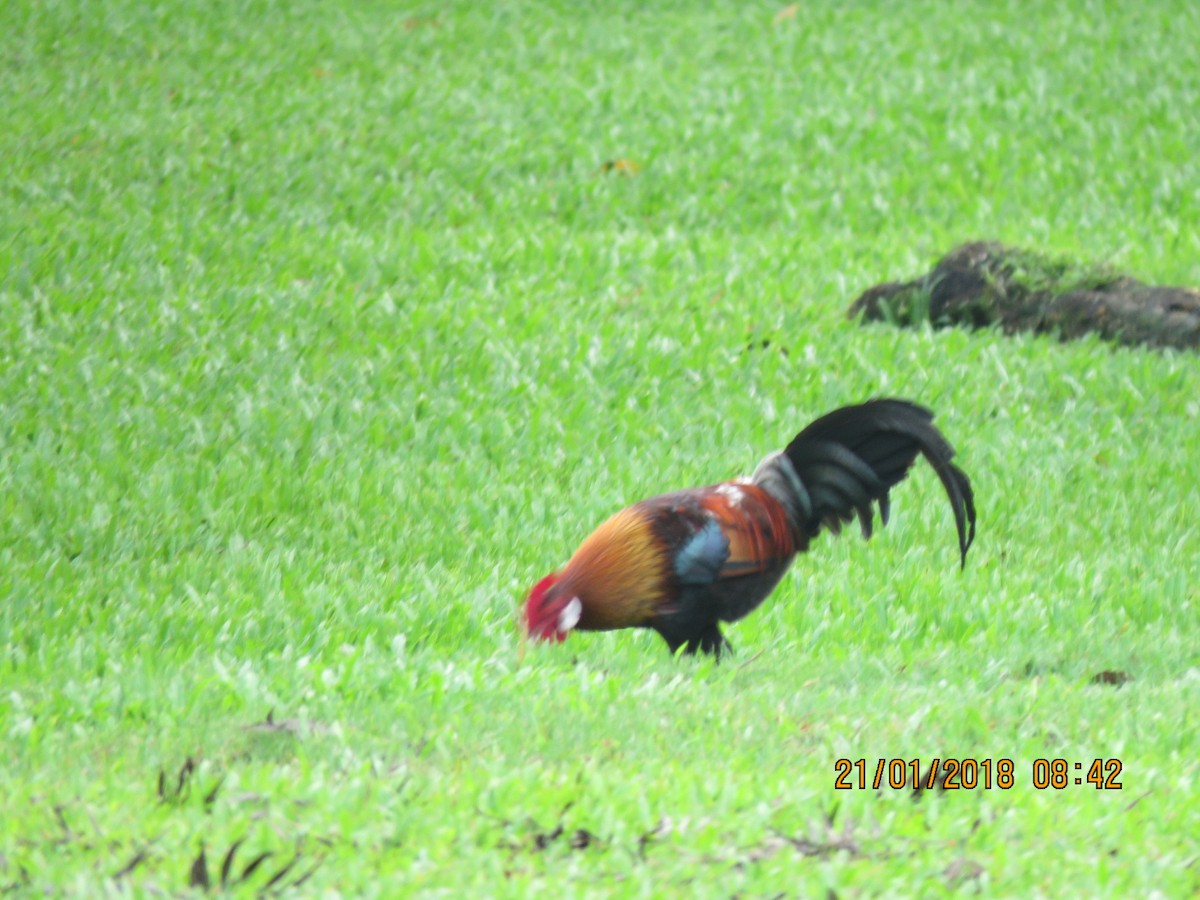 Red Junglefowl (Domestic type) - Angela Christine Chua