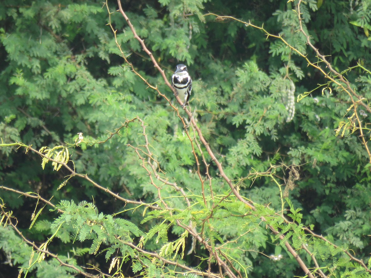 Pied Kingfisher - ML82796341