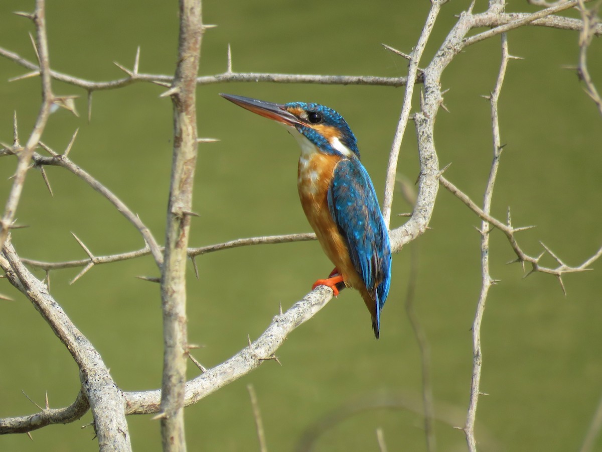 Martin-pêcheur d'Europe - ML82796401