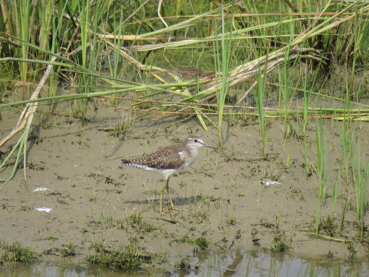 Wood Sandpiper - ML82796601