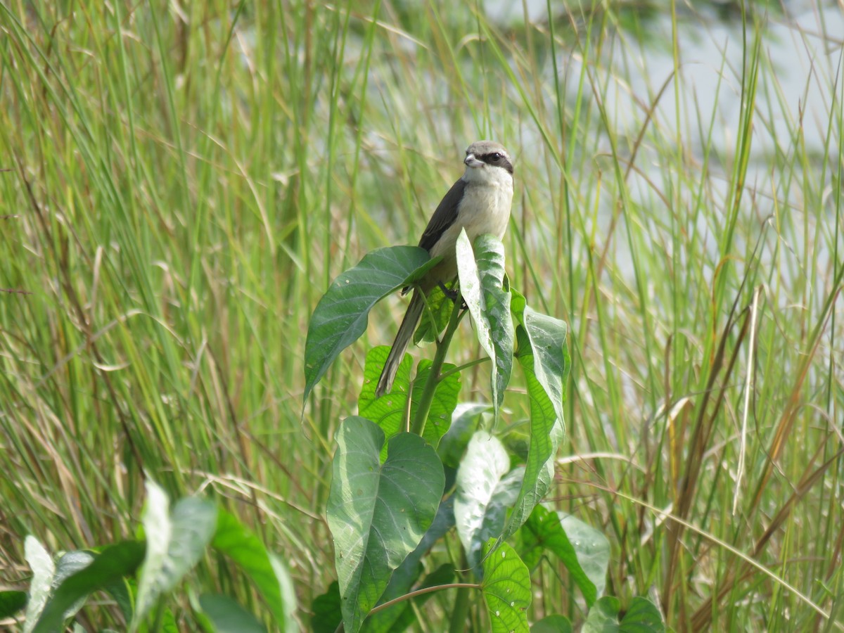 Brown Shrike - ML82796931