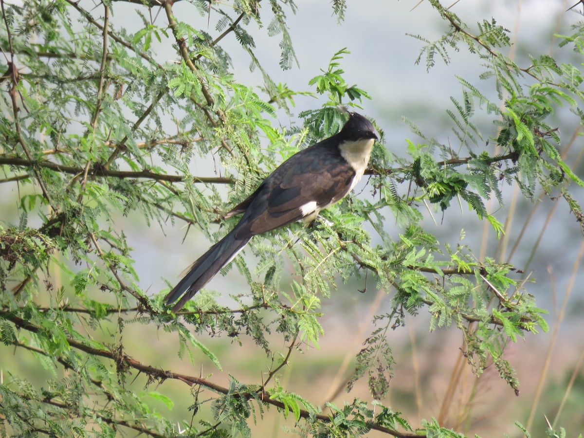 Pied Cuckoo - ML82796951