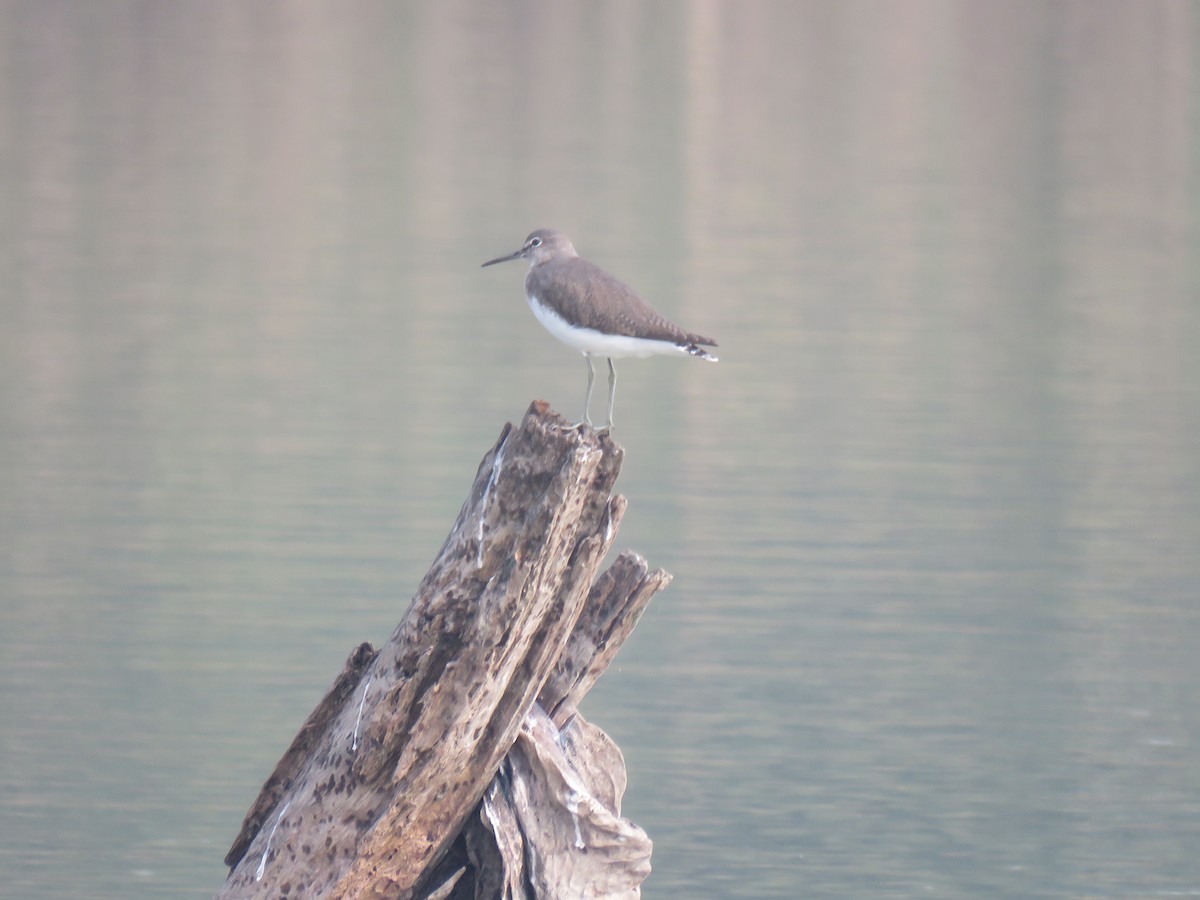 Green Sandpiper - ML82797001