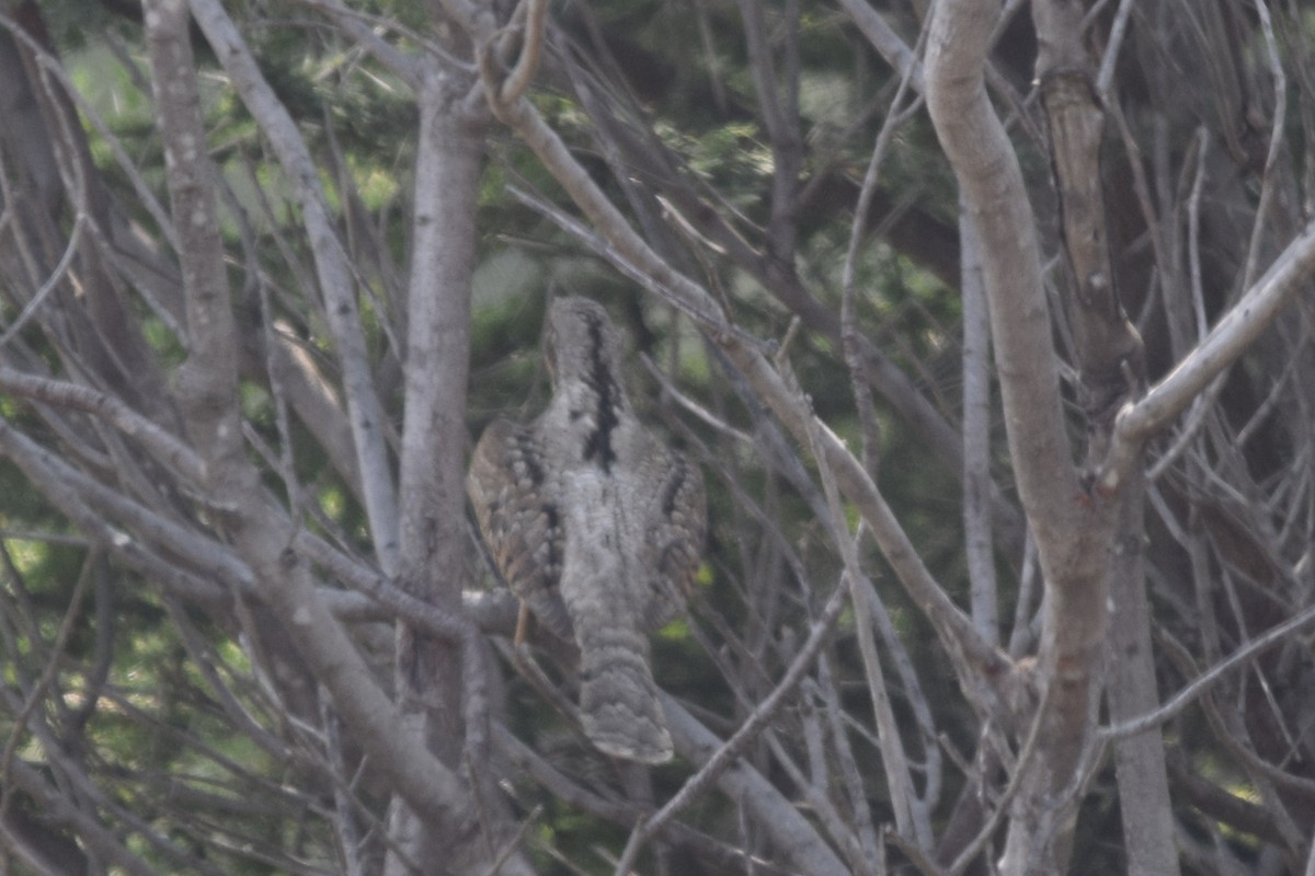 Eurasian Wryneck - ML82797011