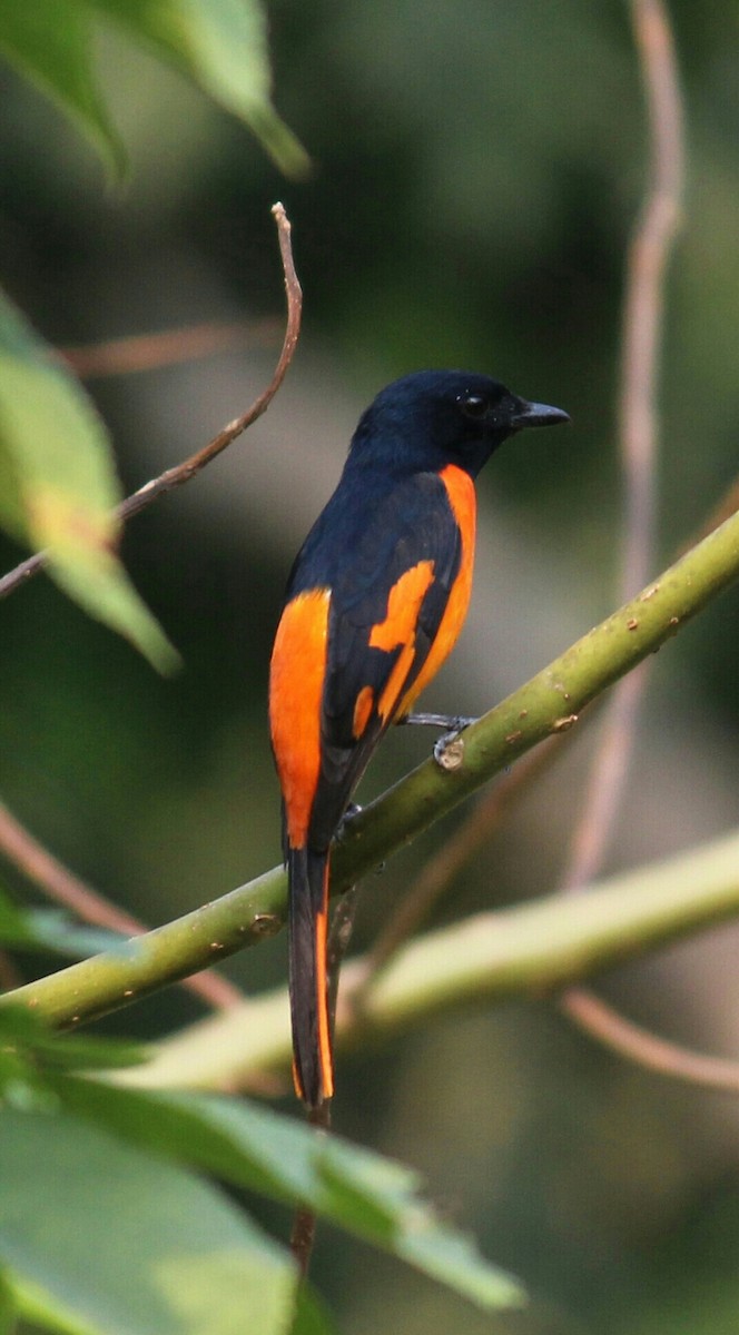 Orange Minivet - Arun George
