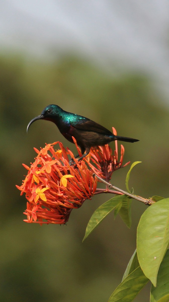 Purple Sunbird - Arun George