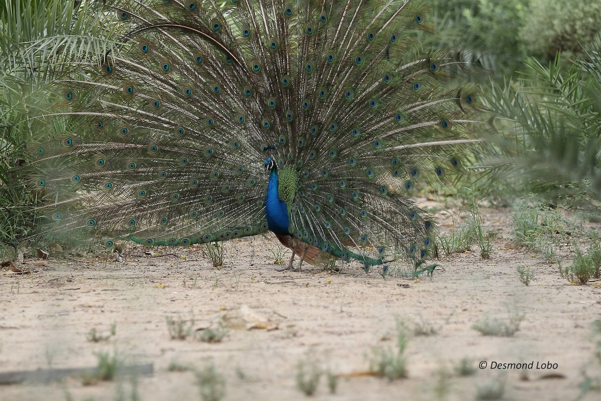 Indian Peafowl (Domestic type) - Desmond Lobo