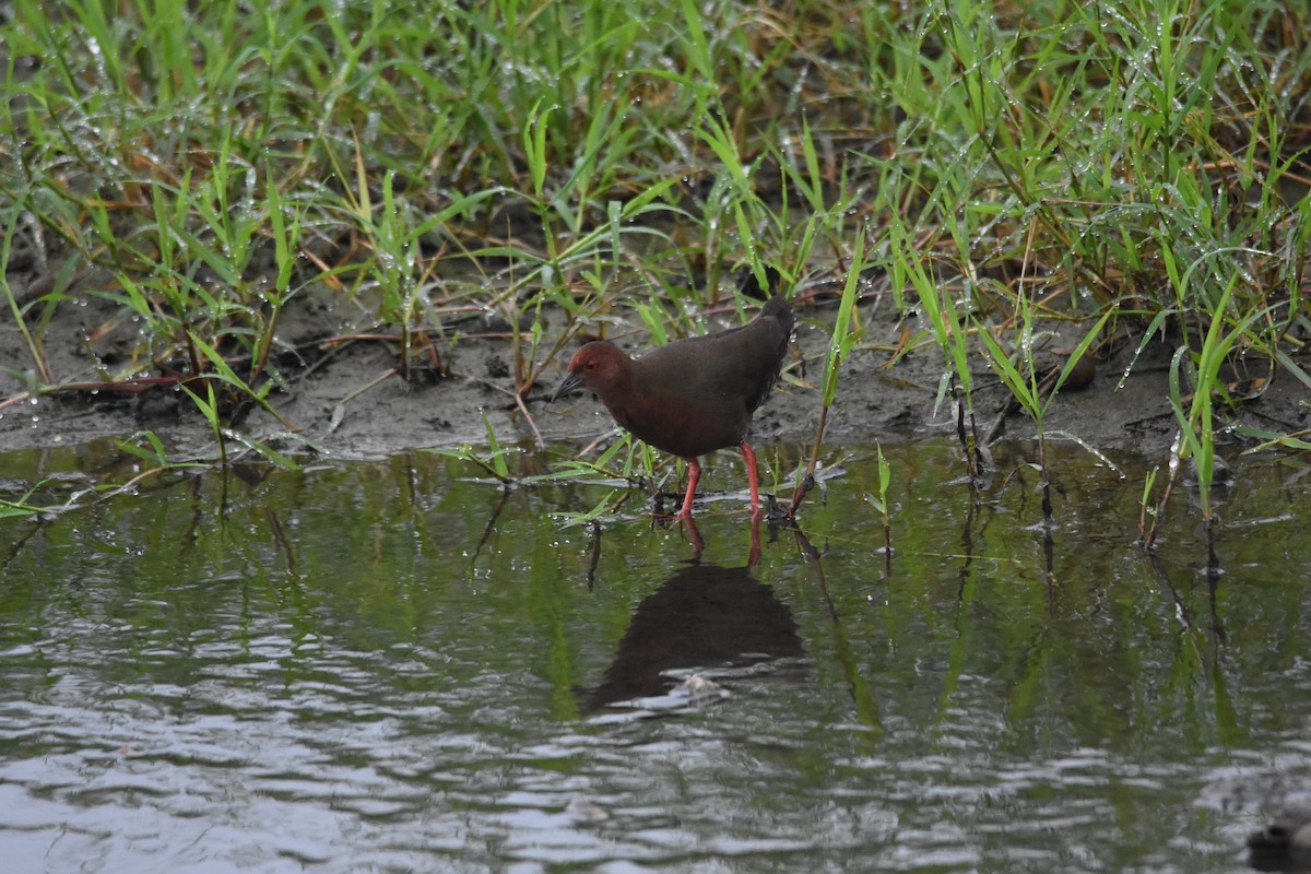 Ruddy-breasted Crake - ML82798521