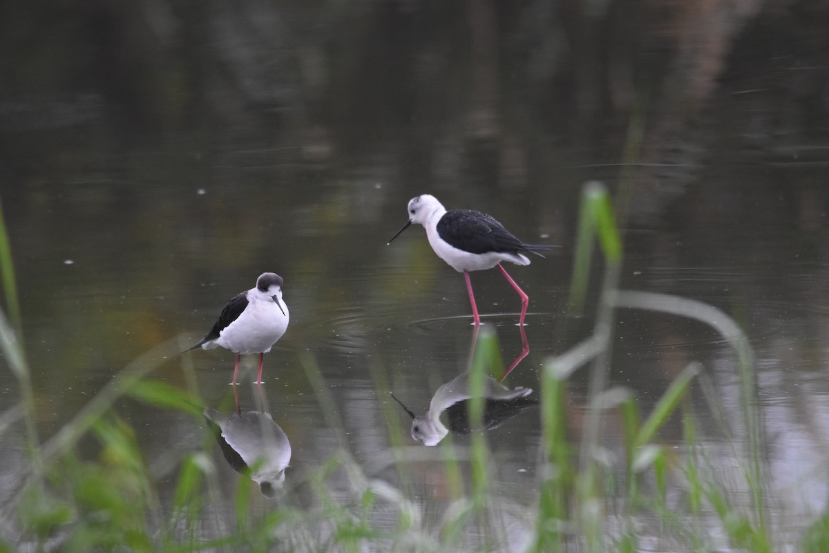 Black-winged Stilt - ML82798531