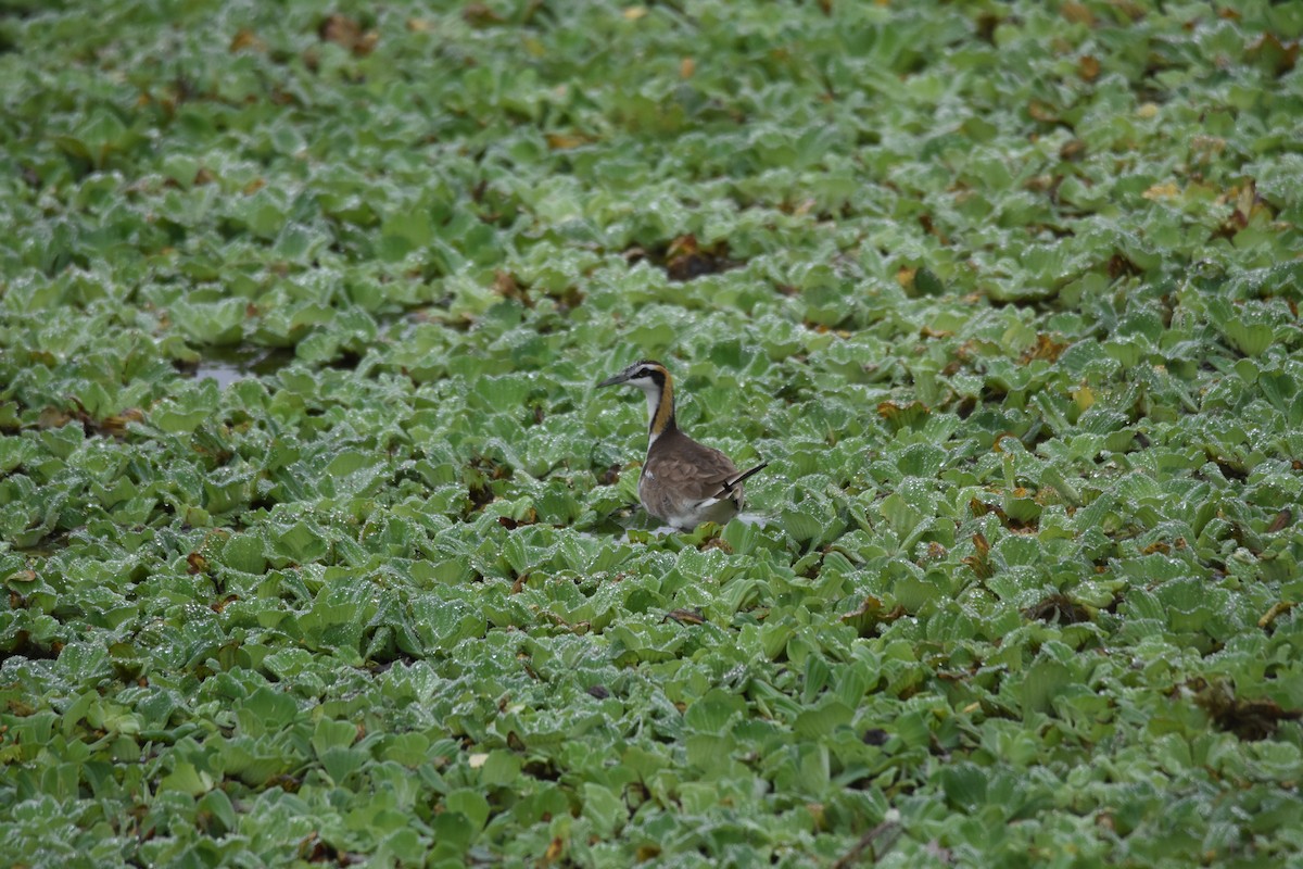 Pheasant-tailed Jacana - Feng  Chen(鳳珍） CHANG(張）