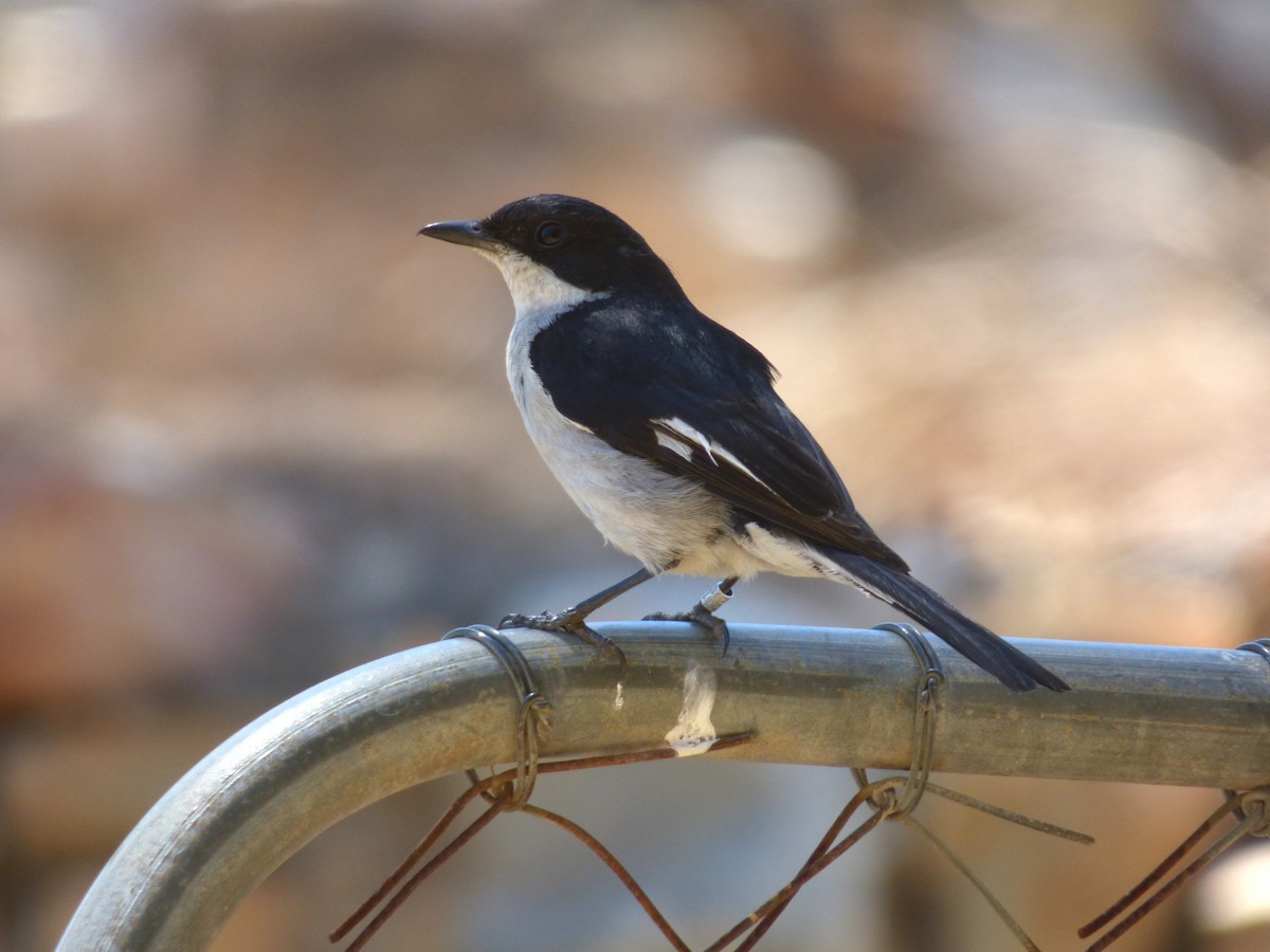 Fiscal Flycatcher - ML82801131