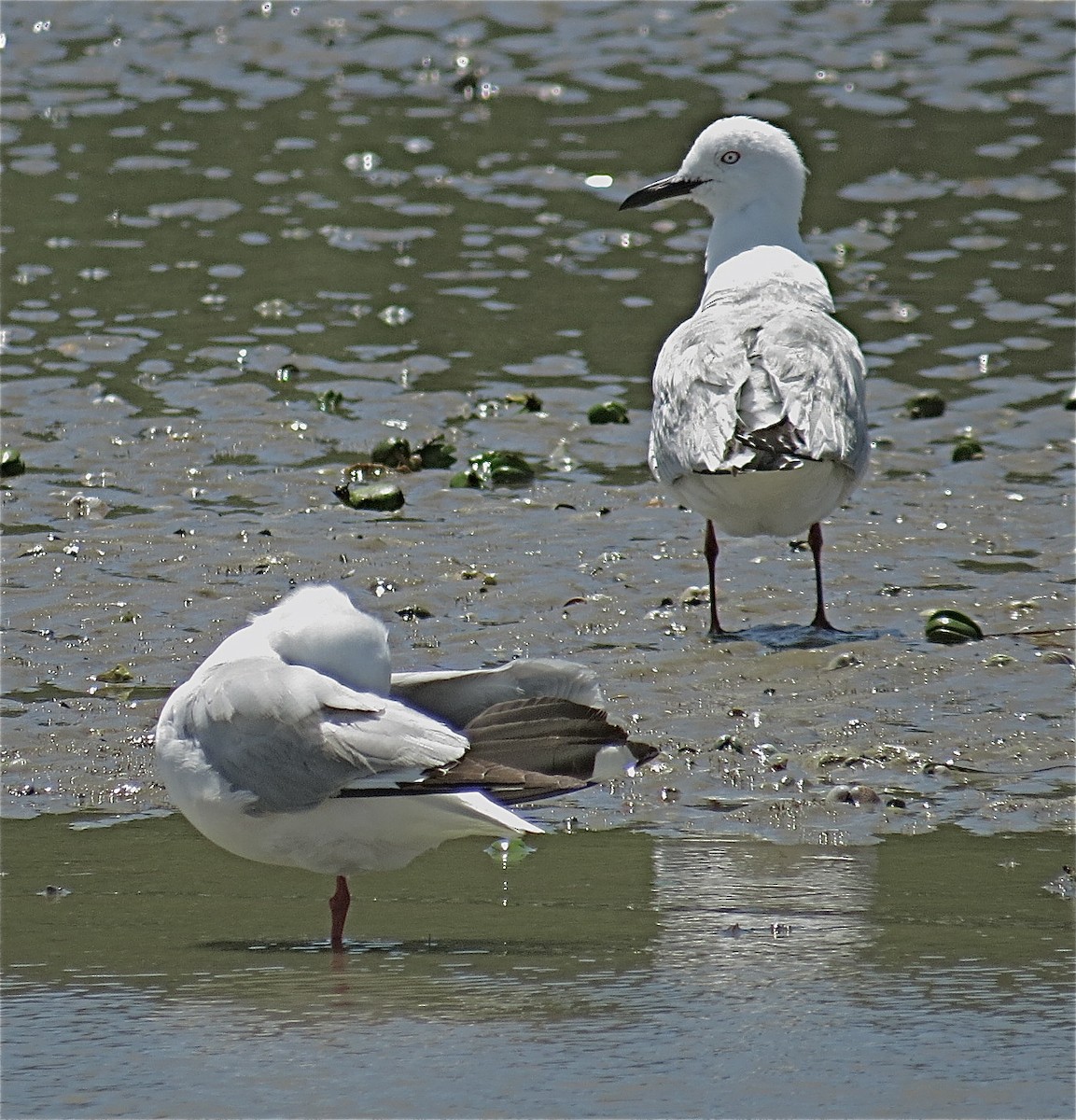 Black-billed Gull - ML82802031