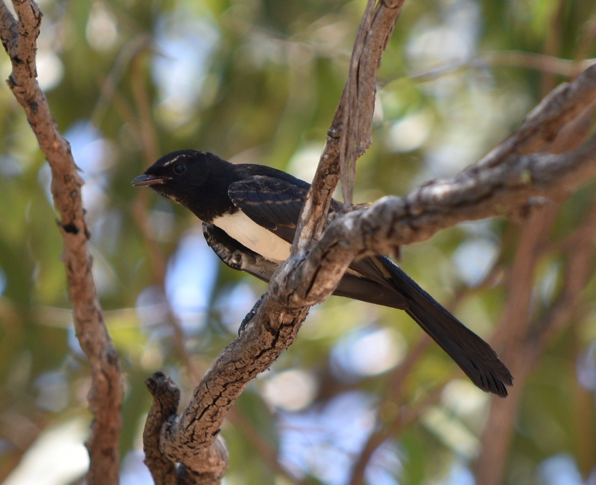 Willie-wagtail - ML82802251