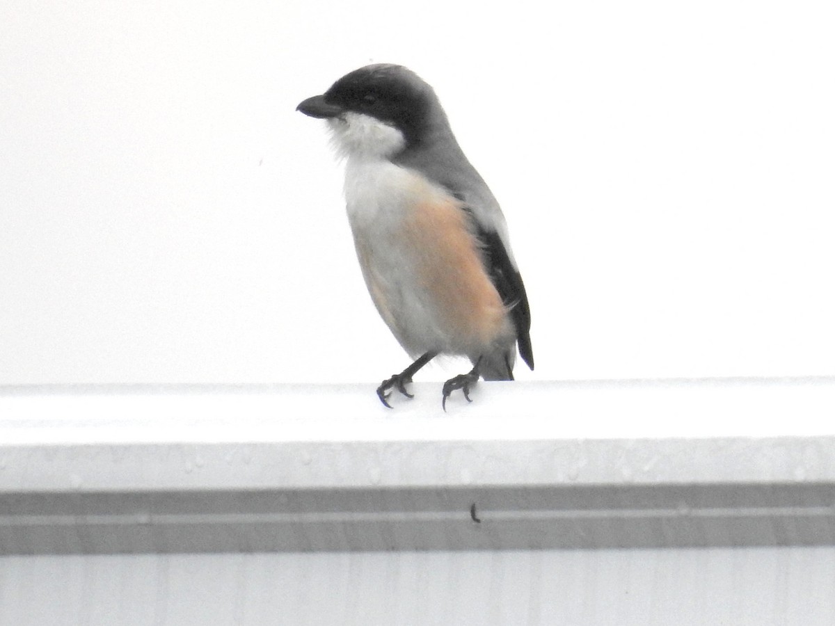 Long-tailed Shrike - ML82802261