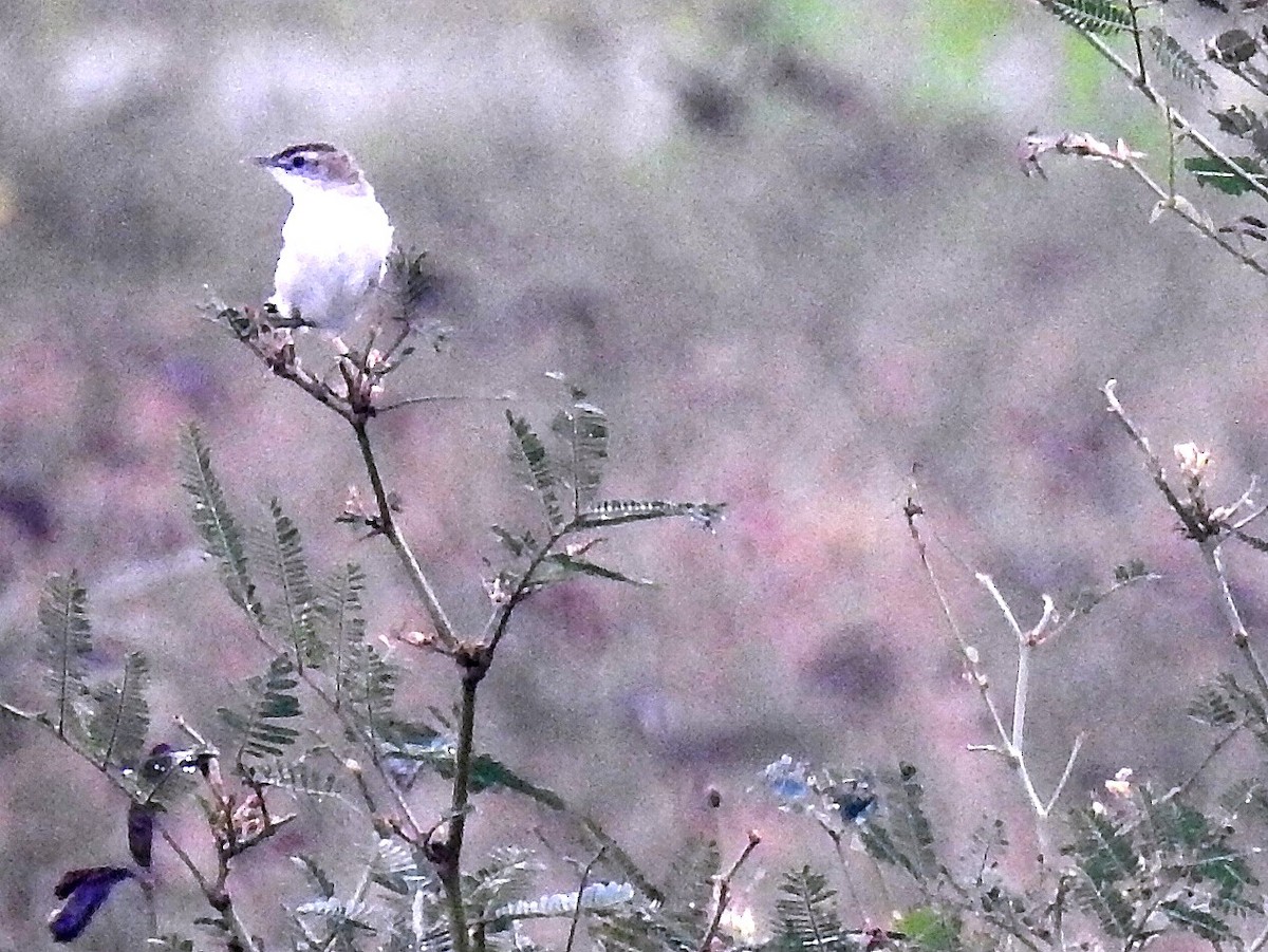 Zitting Cisticola - ML82802271