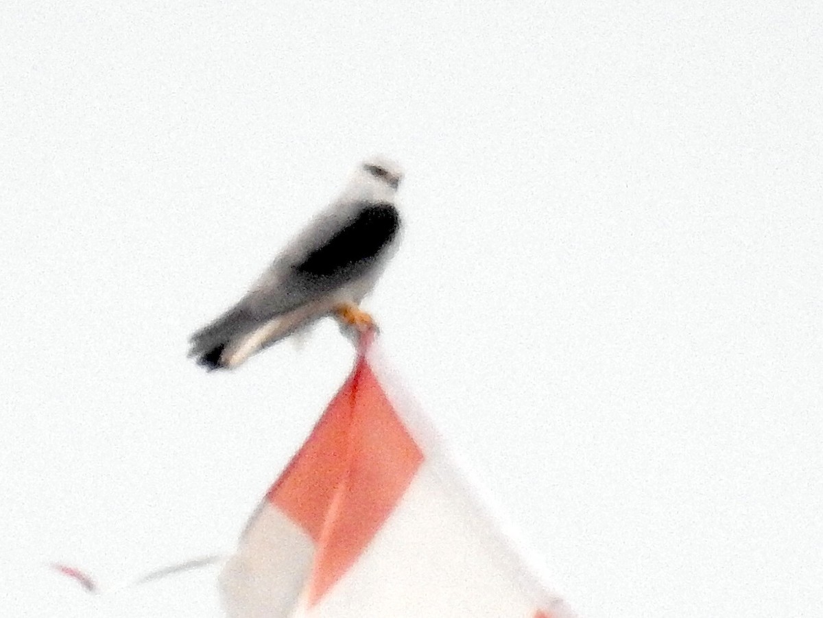 Black-winged Kite - ML82802291