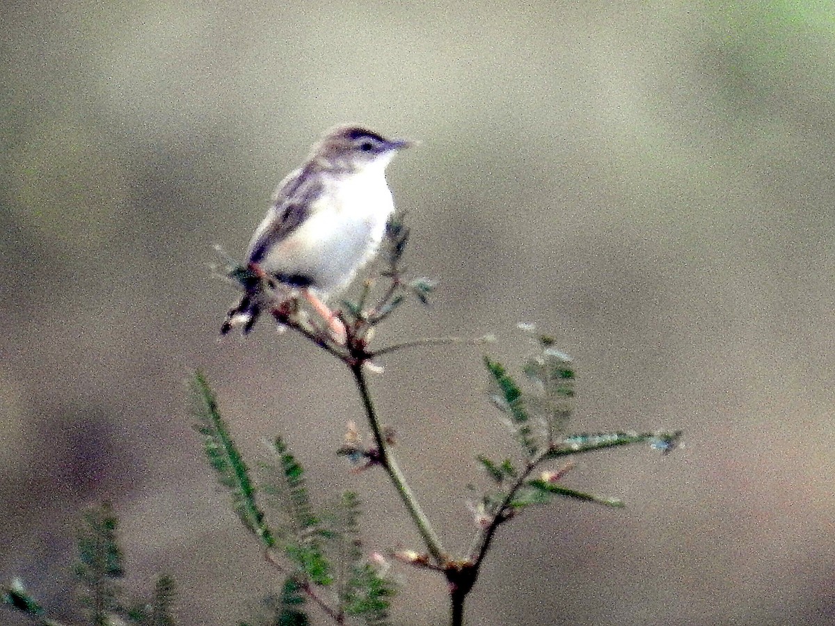Zitting Cisticola - ML82802301