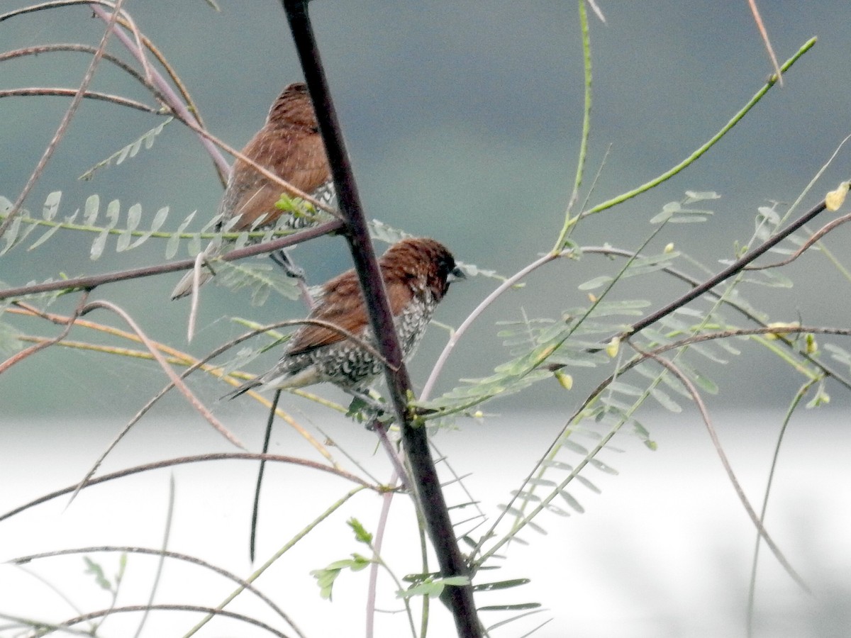 Scaly-breasted Munia - ML82802321