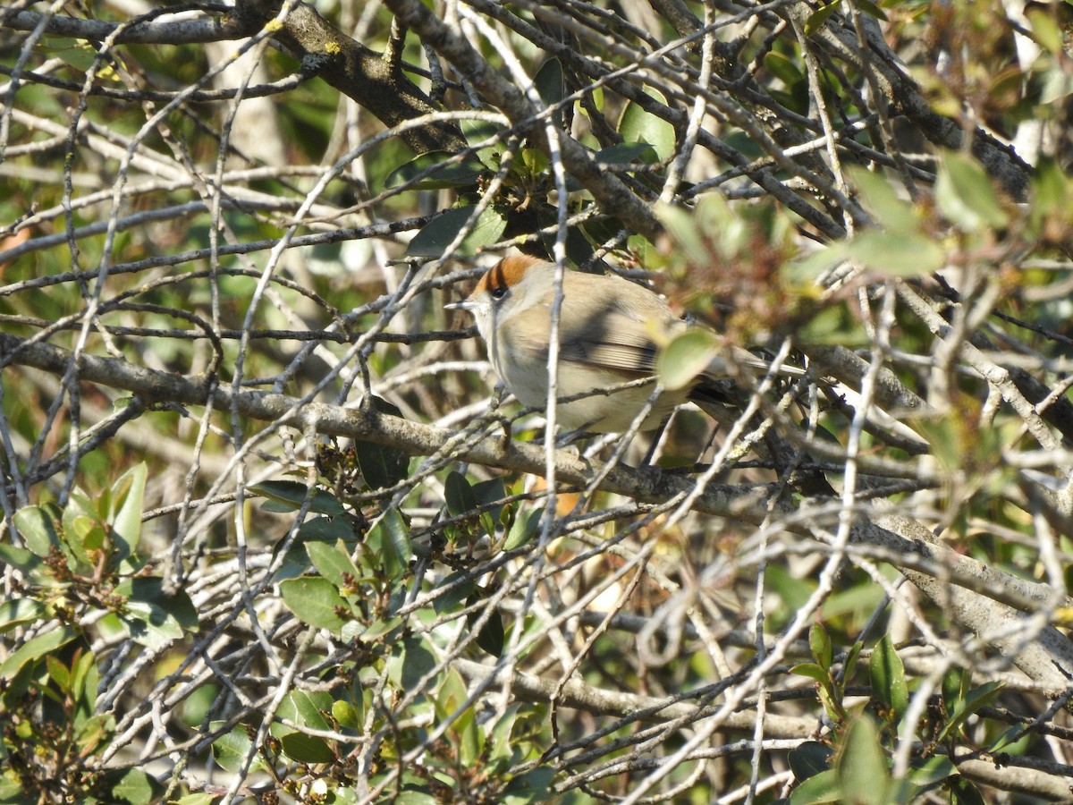 Eurasian Blackcap - Isaac Riera