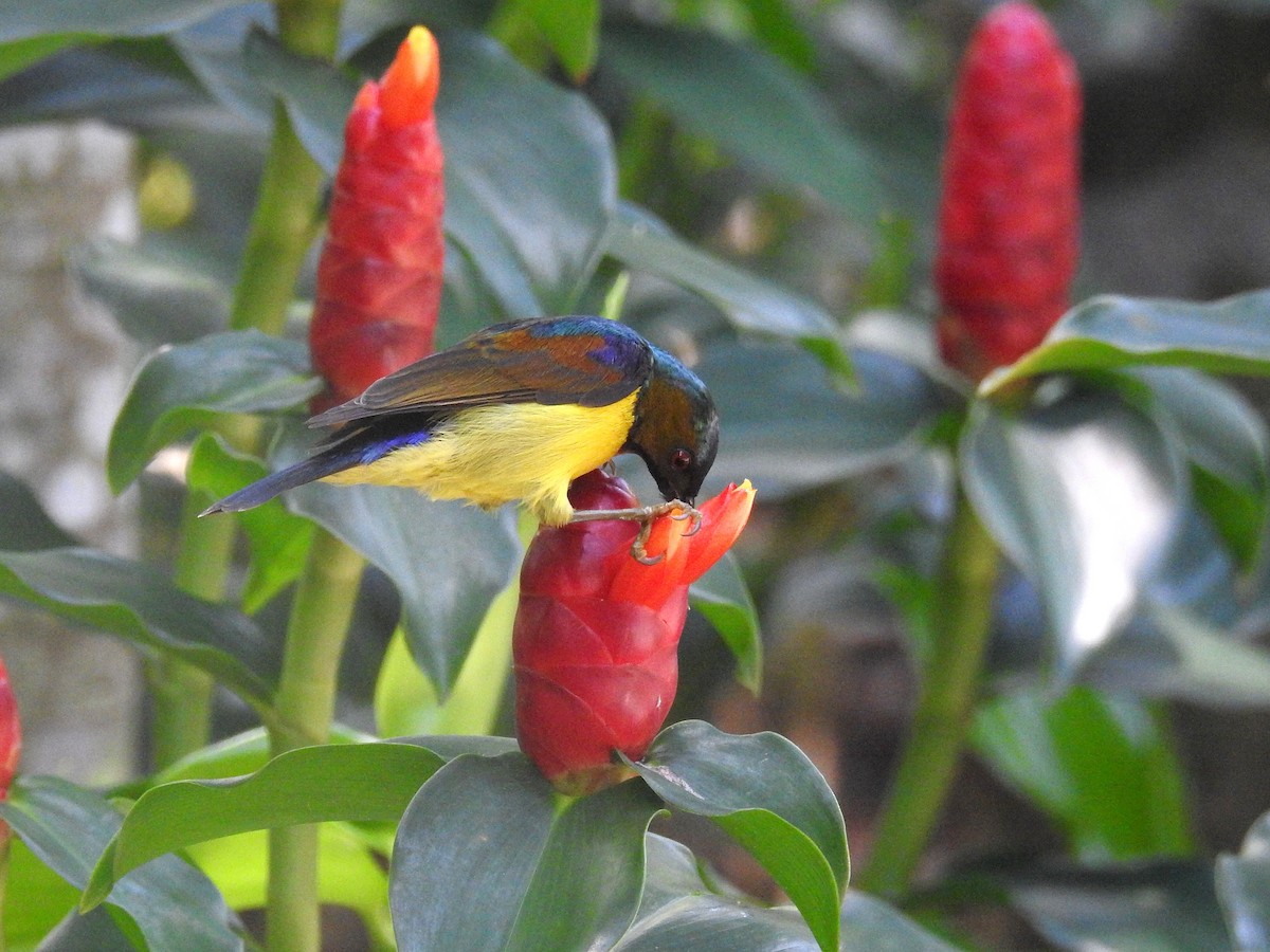 Brown-throated Sunbird - ML82805221