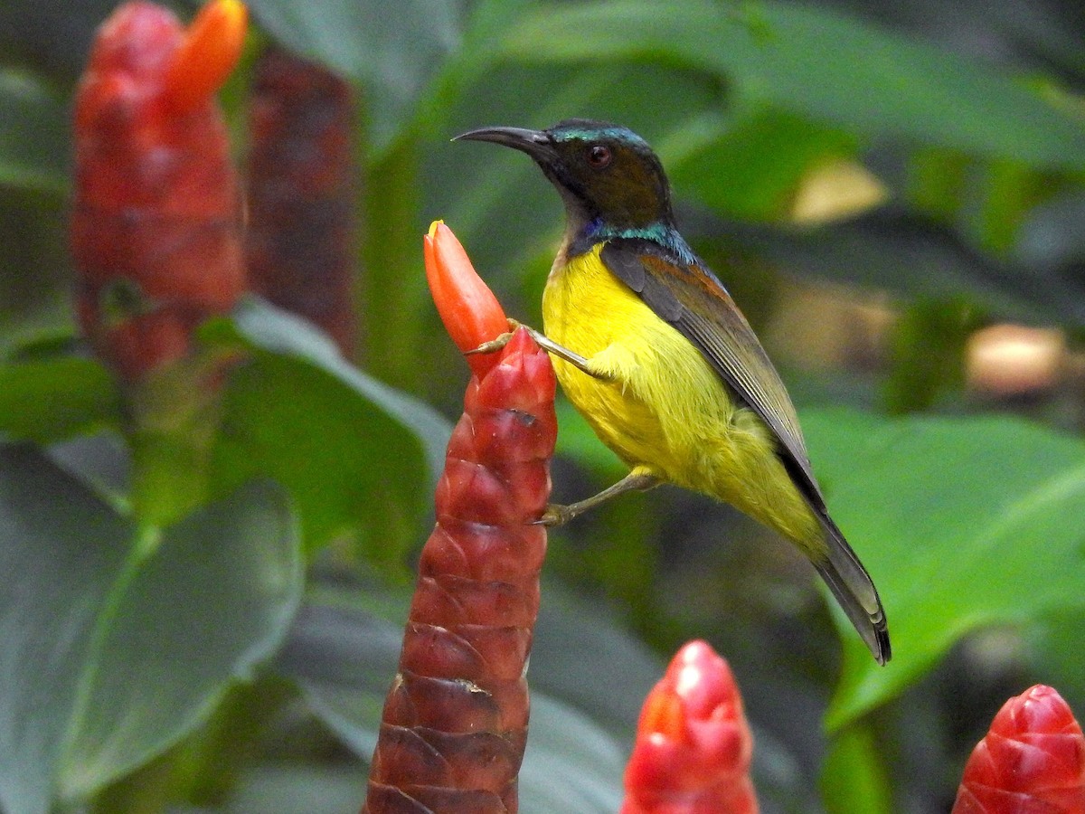 Brown-throated Sunbird - Chow Chong Peck