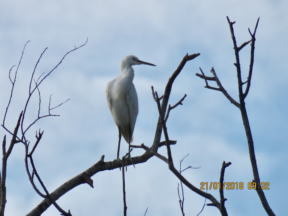 Little Egret - Angela Christine Chua