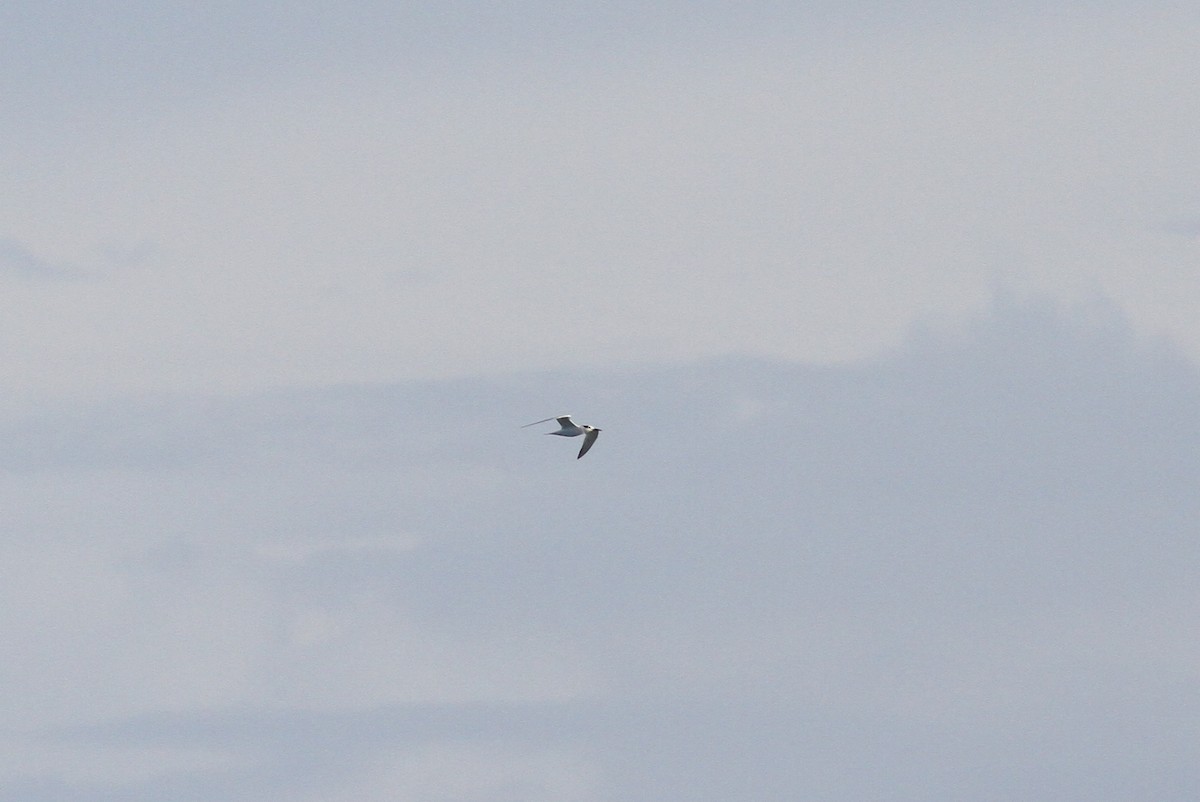 Sandwich Tern - ML82806251