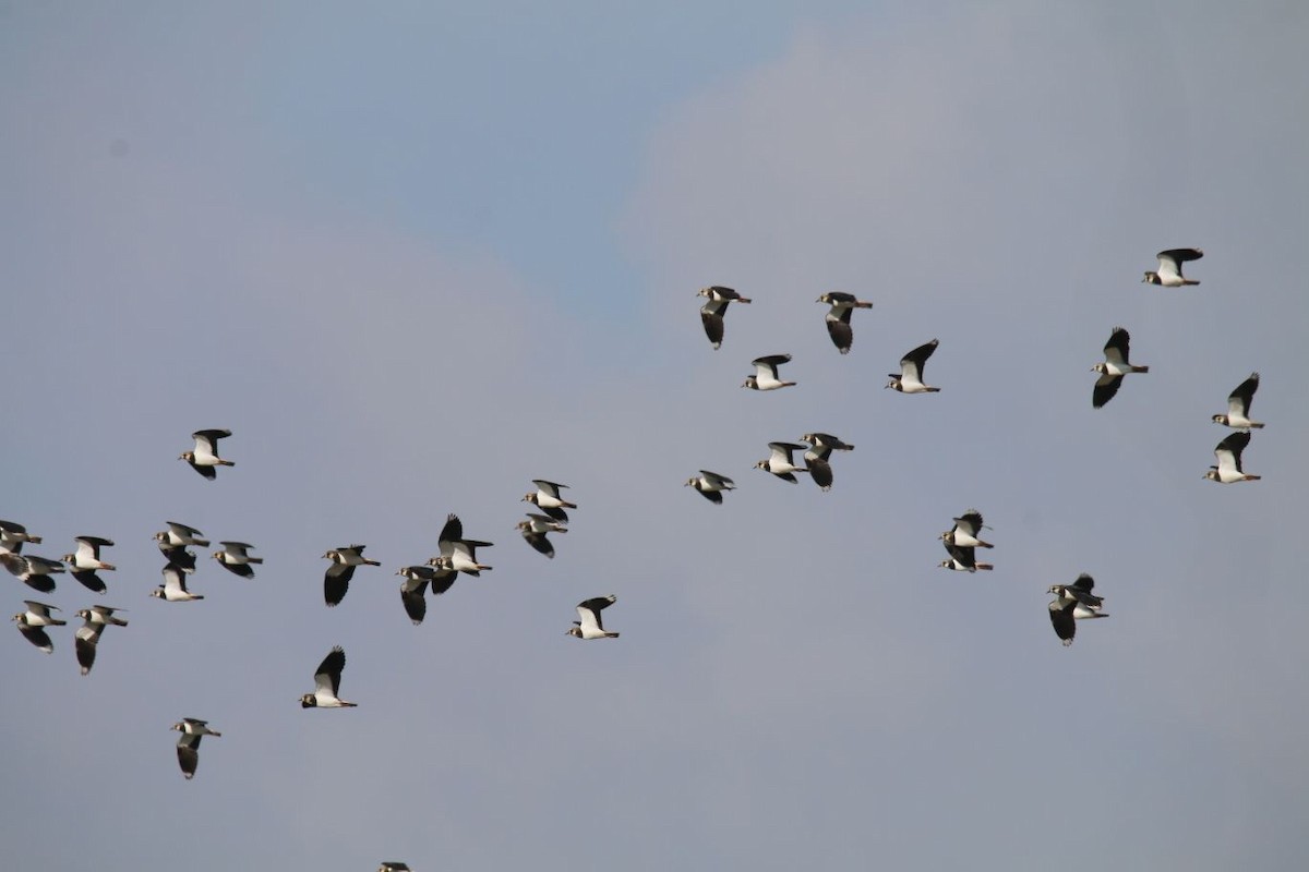 Northern Lapwing - Jose Luis Garzón Pérez