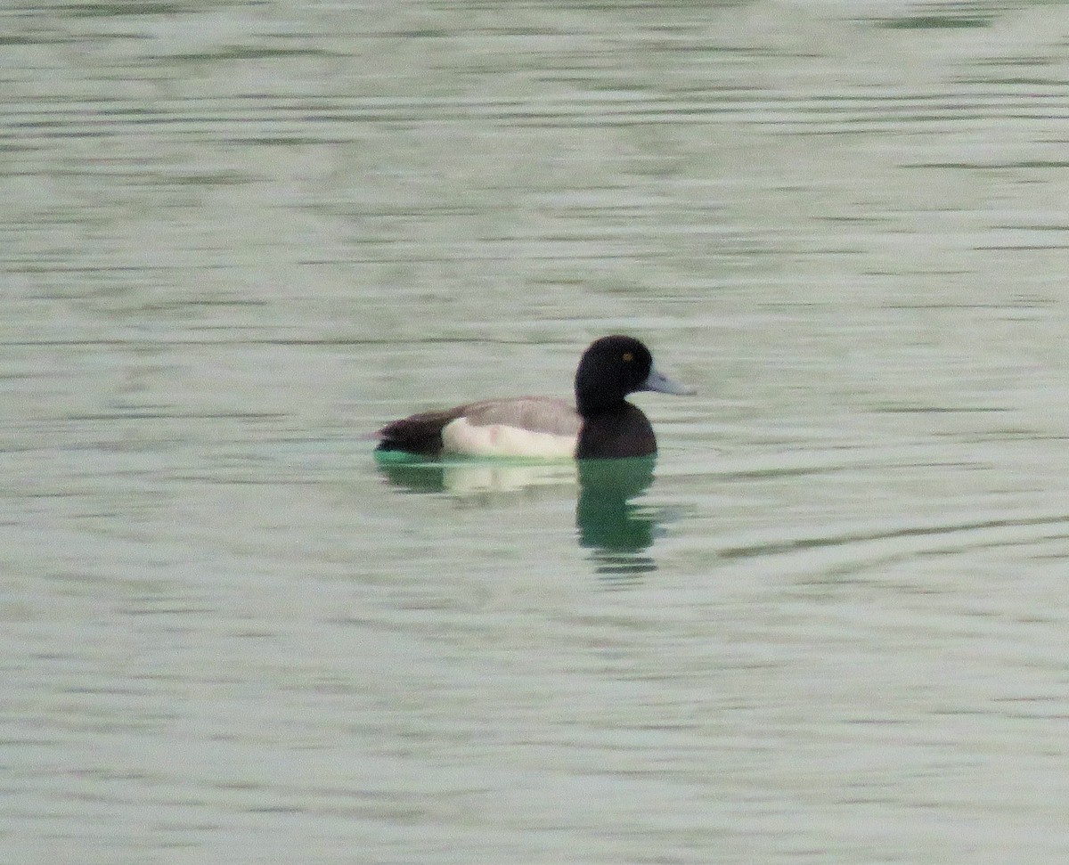 Greater Scaup - ML82811301