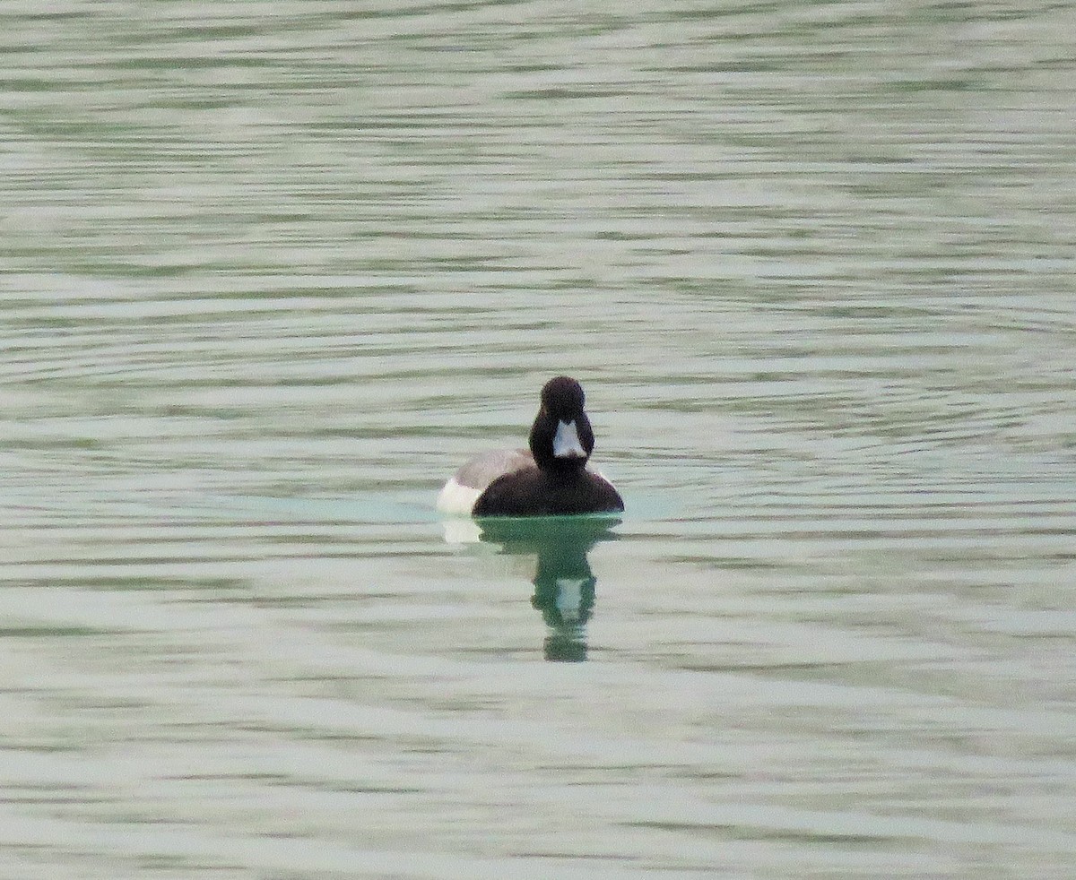 Greater Scaup - ML82811311
